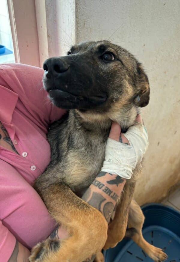 TINY (♂) - ausgereist zur Tierhilfe Lebenswert DR 27.06.25 – Bild 8