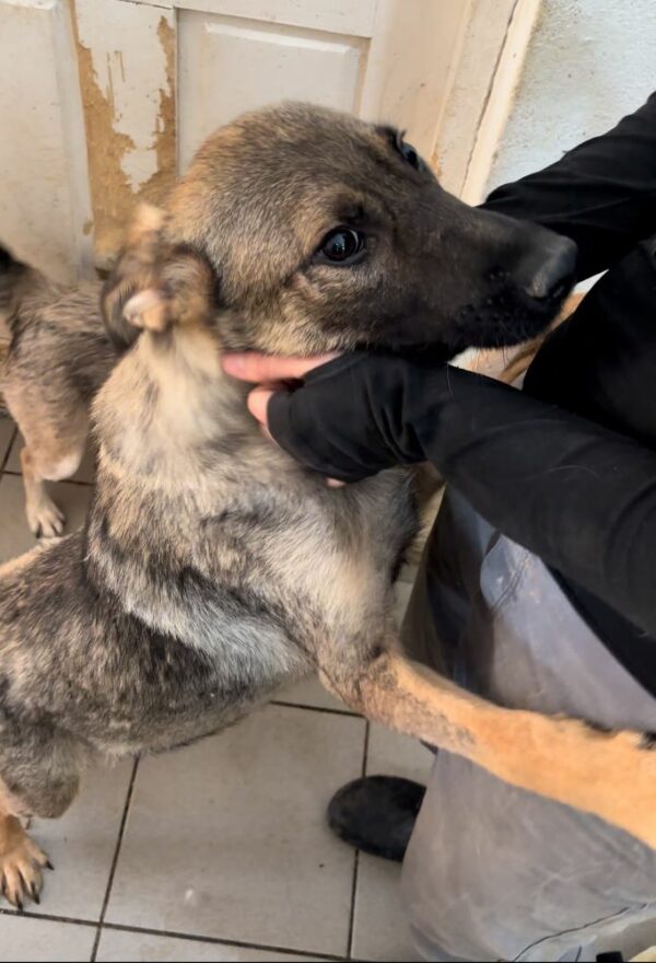 TINY (♂) - ausgereist zur Tierhilfe Lebenswert DR 27.06.25 – Bild 7