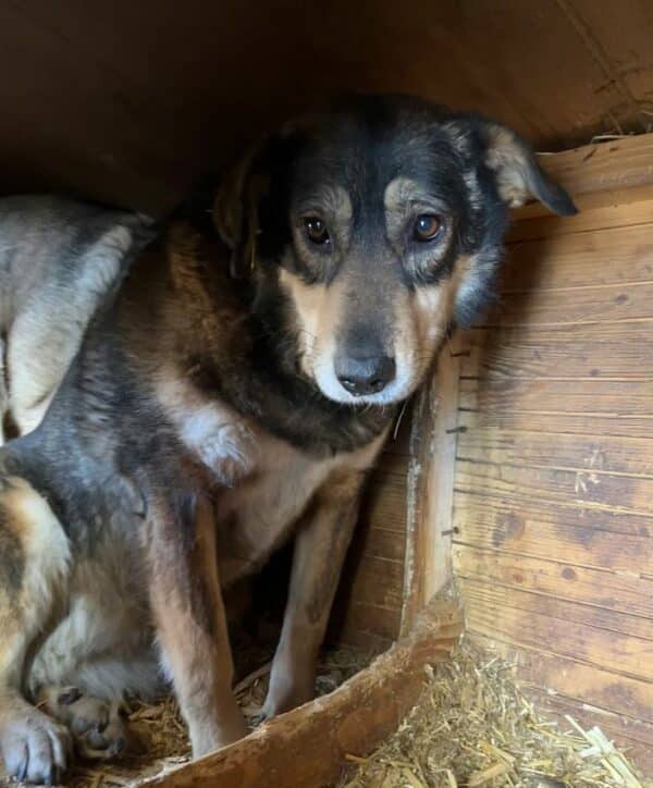 AMBI (♀) – Bild 4