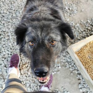 LAYLA (♀) - seel. Notfall - sehnt sich nach ihren Menschen - ausgereist zur Tierhilfe Lebenswert DR 14.06.25
