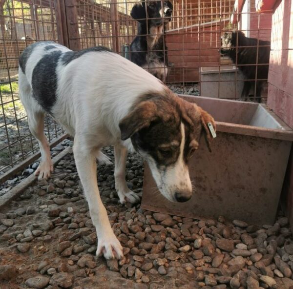 LULUA (♀) - ausgereist zur Tierhilfe Lebenswert DR 10.01.2025 – Bild 4