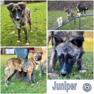 Juniper (♀) in 37539 Bad Grund - vermittelt