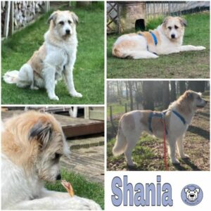 Shania (♀) in 46499 Hamminkeln - vermittelt