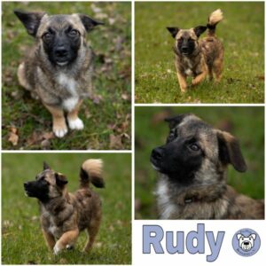 Rudy (♂) in 33775 Versmold - vermittelt