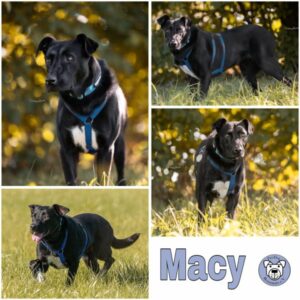 Macy (♀) in 73278 Schlierbach