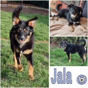 Jala (♀) in 74357 Bönnigheim - vermittelt