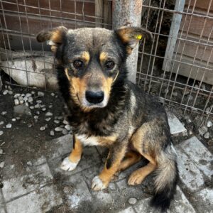 FIDO (♂) - ausgereist zu Vierbeiner in Not (AL)