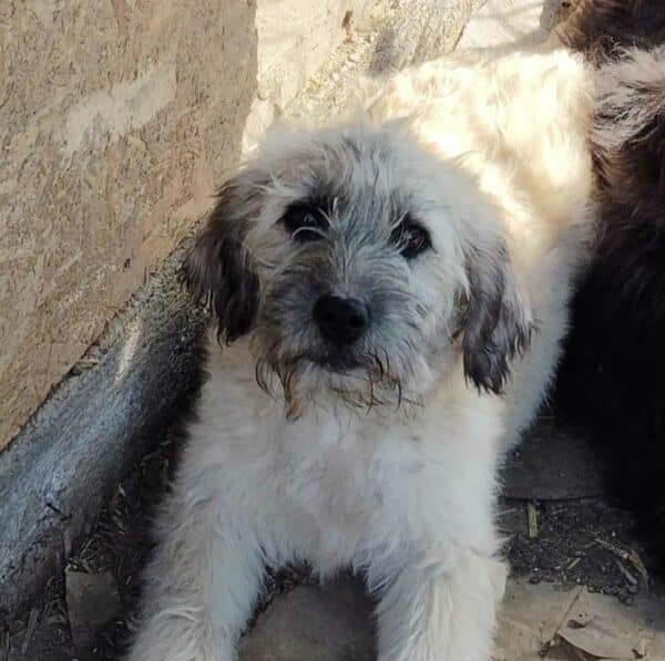 EMMELY (♀) - reserviert Tierhilfe Lebenswert DR - vermittelt – Bild 2