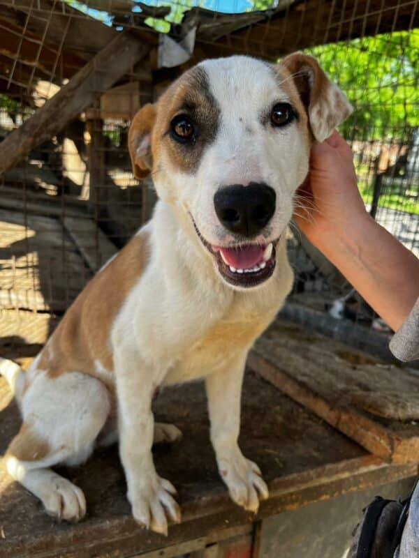 CHARIS (♀) - Mobbingopfer - dringend Platz gesucht - vermittelt MD