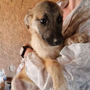 SERAPHINA (♀) - auf PDR PS im PLZ Bezirk 21 - vermittelt