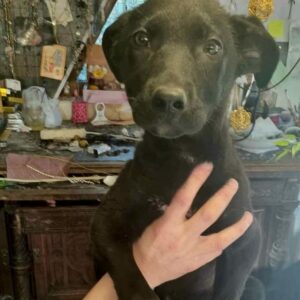 TRÜFFEL (♂) (*BRUNO)