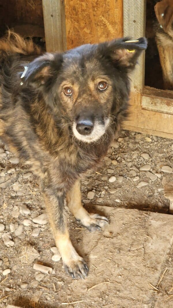 BUCKY (♂) - RBB 09/25 – Bild 6