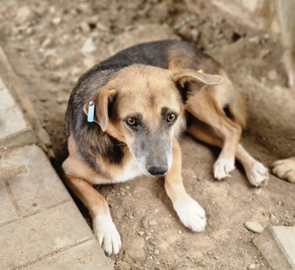 SHEILA (♀) – Bild 4
