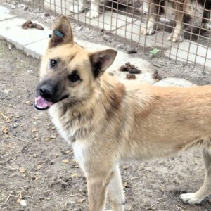 ANKA (♀)
