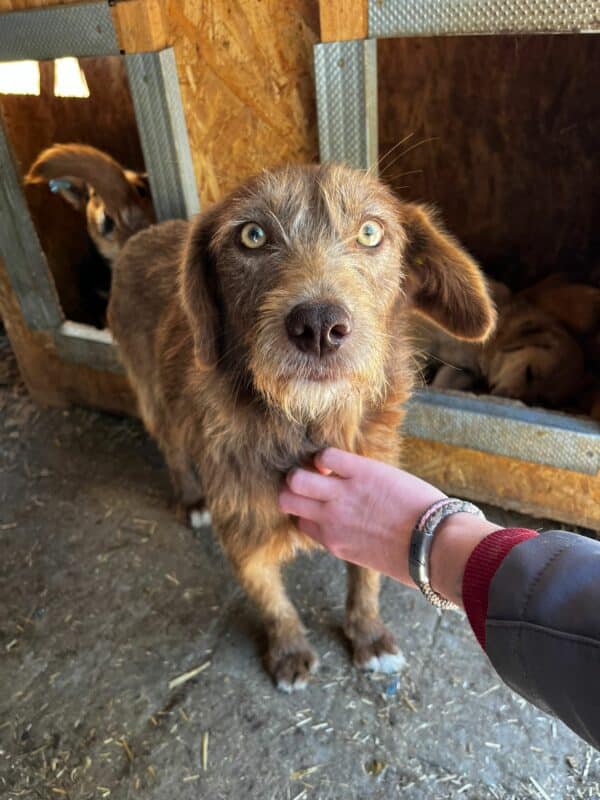 ROXIE (♀) - auf PDR PS im PLZ Bezirk 15 - vermittelt – Bild 2