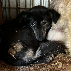 MINNI (♀) - im Shelter total überfordert und fertig - jetzt auf PDR PS im PLZ Bezirk 35 - vermittelt