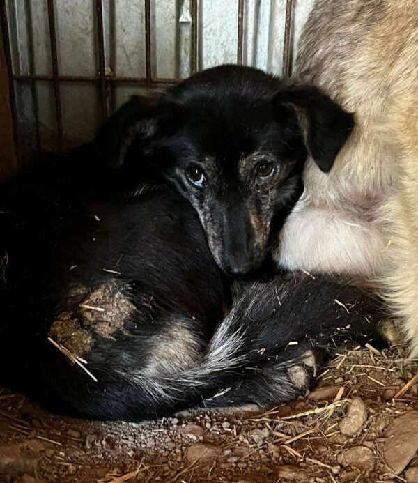 MINNI (♀) - im Shelter total überfordert und fertig - jetzt auf PDR PS im PLZ Bezirk 35 - vermittelt