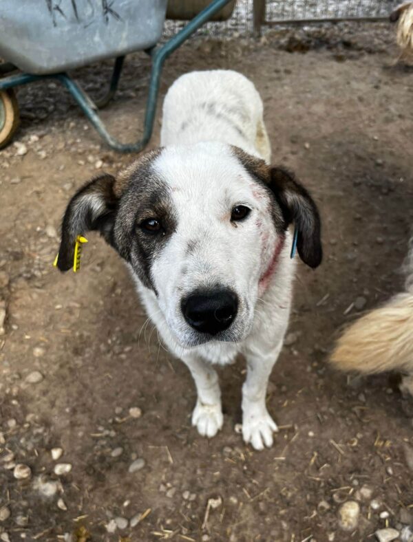 CALEO (♂) - hatte es im Kennel schwer - jetzt auf PDR PS im PLZ Bezirk 31- vermittelt