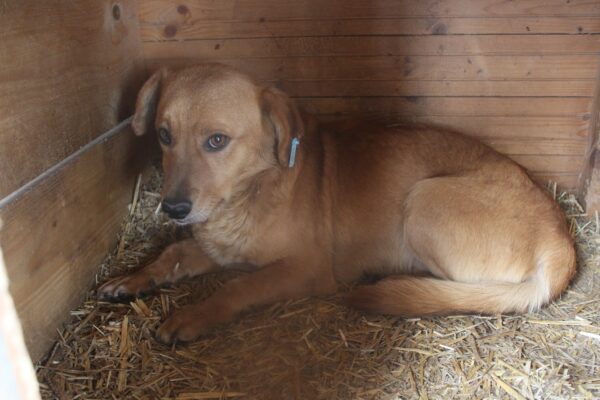 TOPSI (♂) - ausgereist zu ProVitaAnimale – Bild 2