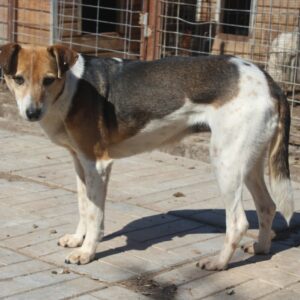 VIANNE (= SELMA)