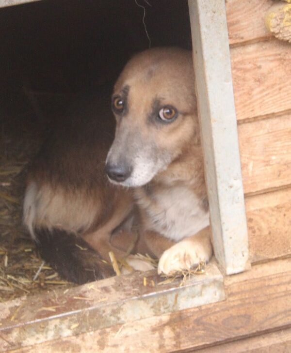 SHEILA (♀) – Bild 5