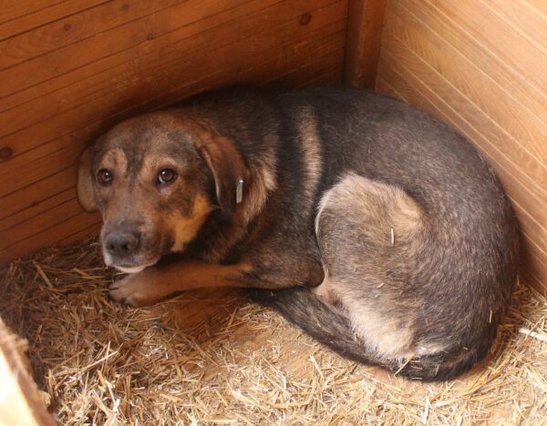CHASKA (♂) – Bild 2