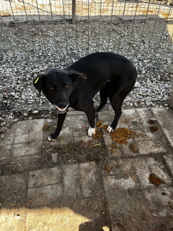 SAMOA (♀) – Bild 3