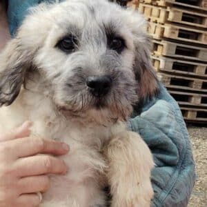 EMMELY (♀) - reserviert Tierhilfe Lebenswert DR - vermittelt