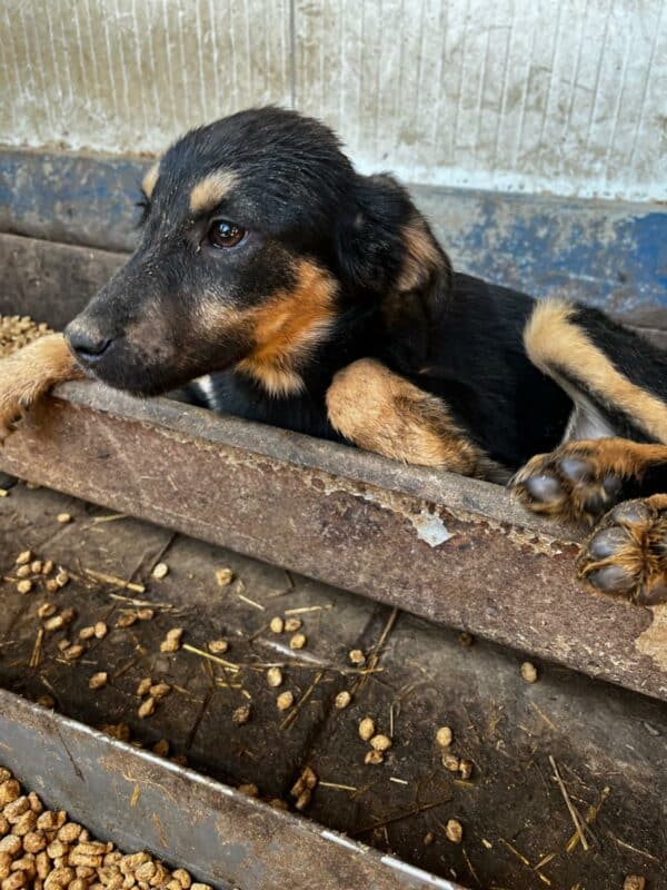 NADESHDA (♀) - ausgereist zu Step by Paw (AL) – Bild 11