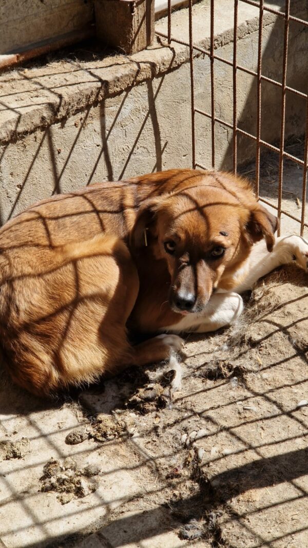 ROVER (♂) – Bild 2