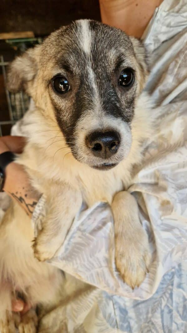BIGGIE (♀) - ausgereist zu ProVitaAnimale – Bild 2