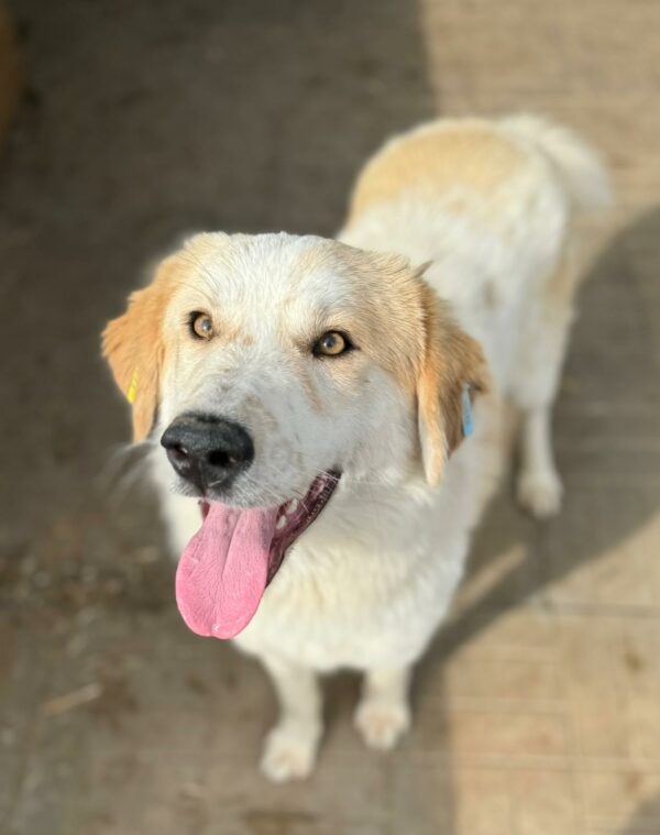 DUKE (♂) – Bild 9