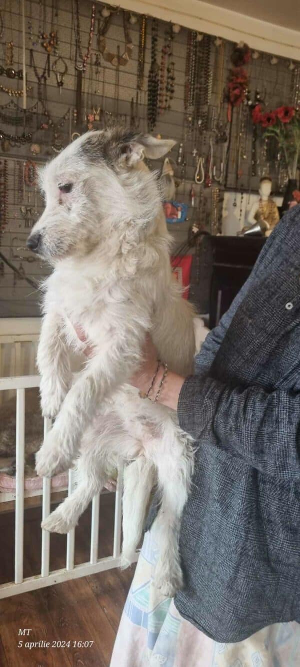 MYA (♀) - reserviert Tierhilfe Lebenswert DR - vermittelt – Bild 2