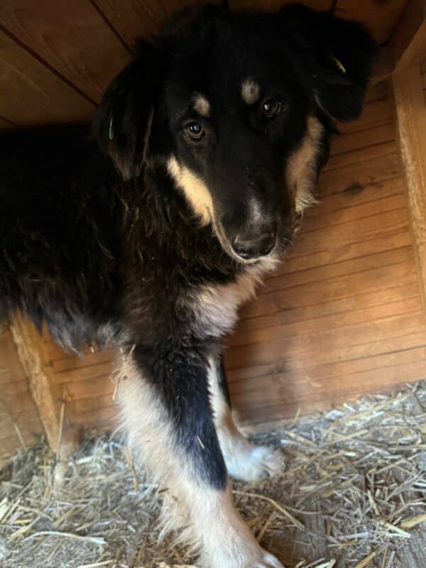 MALEIKA (♀) – Bild 4