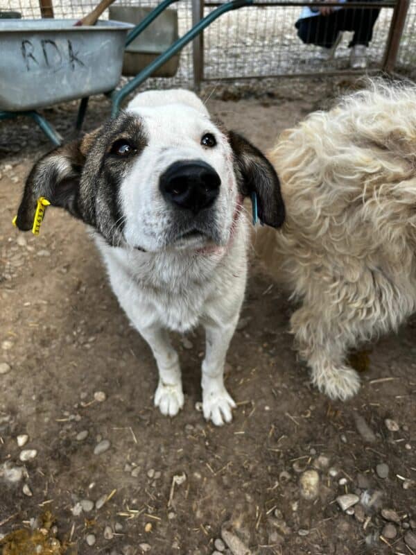 CALEO (♂) - hatte es im Kennel schwer - jetzt auf PDR PS im PLZ Bezirk 31- vermittelt – Bild 2