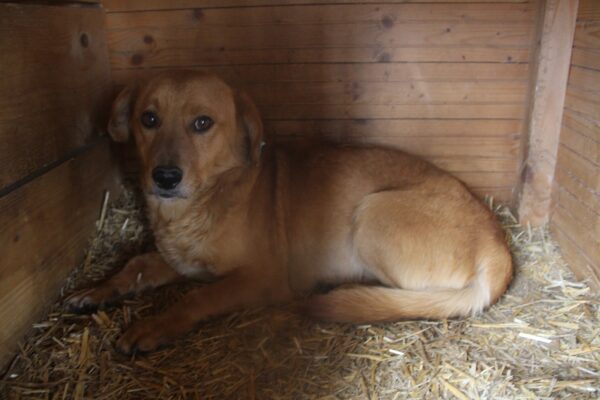 TOPSI (♂) - ausgereist zu ProVitaAnimale – Bild 3