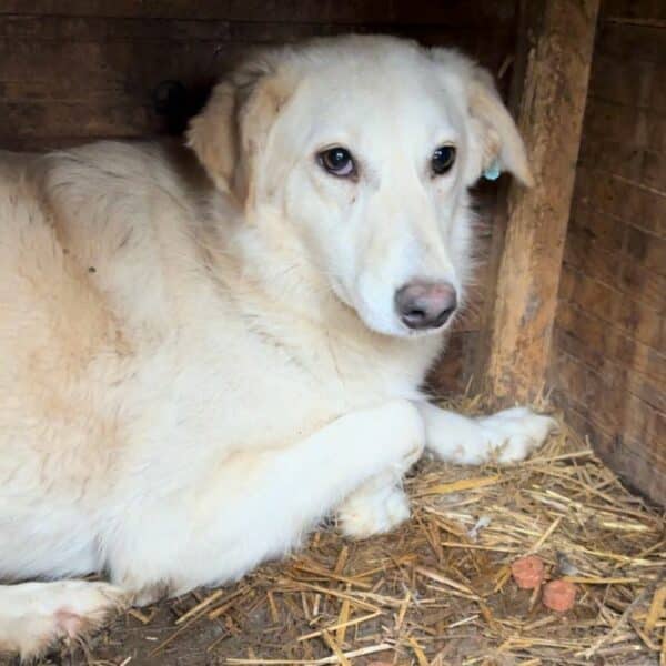 CURA (♀) - ausgereist zu Tiere in Not Odenwald e.V. – Bild 4