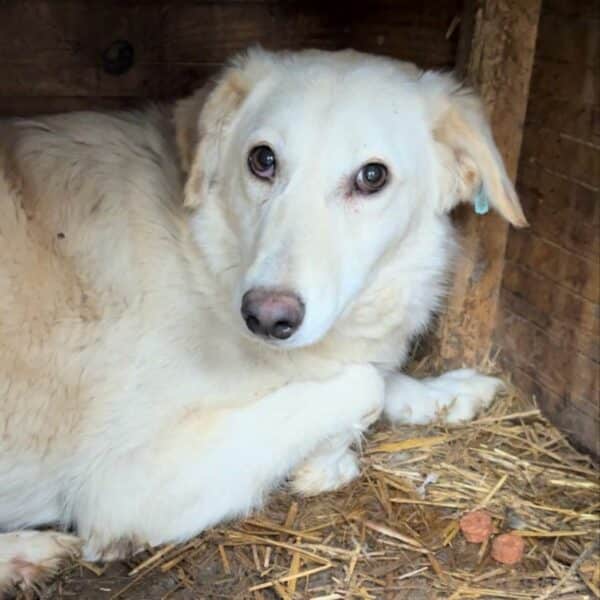 CURA (♀) - ausgereist zu Tiere in Not Odenwald e.V. – Bild 9
