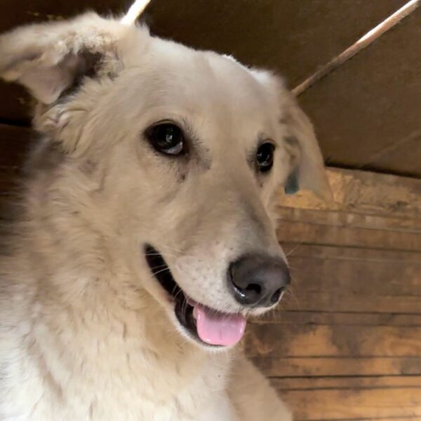 CURA (♀) - ausgereist zu Tiere in Not Odenwald e.V. – Bild 6