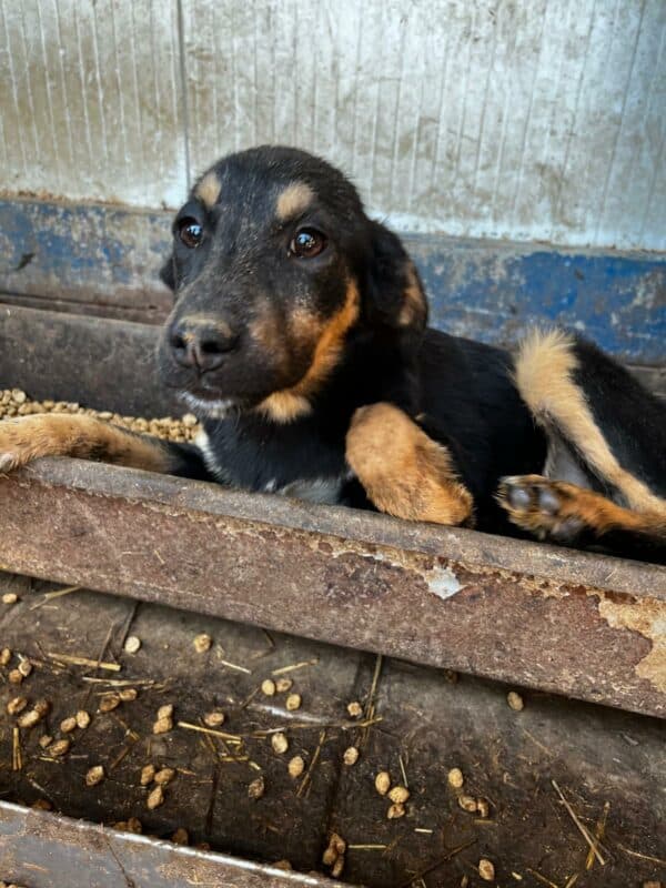 NADESHDA (♀) - ausgereist zu Step by Paw (AL) – Bild 10