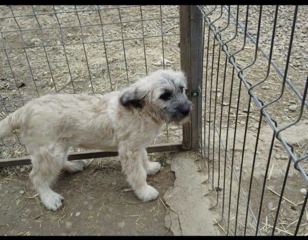 EMMELY (♀) - reserviert Tierhilfe Lebenswert DR - vermittelt – Bild 3