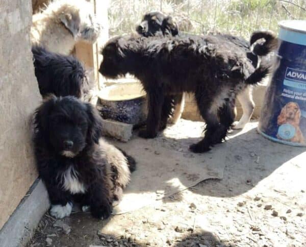 CUTIE (♀) - ausgereist zur Hundescheune Fläming – Bild 3