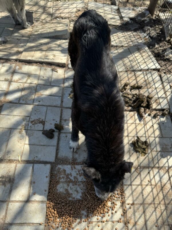 TIMIDO (♂) – Bild 8