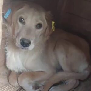 LUCI (♀) - ausgereist zu Step by Paw