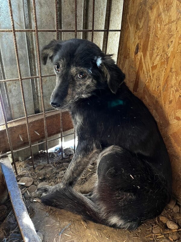 MINNI (♀) - im Shelter total überfordert und fertig - jetzt auf PDR PS im PLZ Bezirk 35 - vermittelt – Bild 2