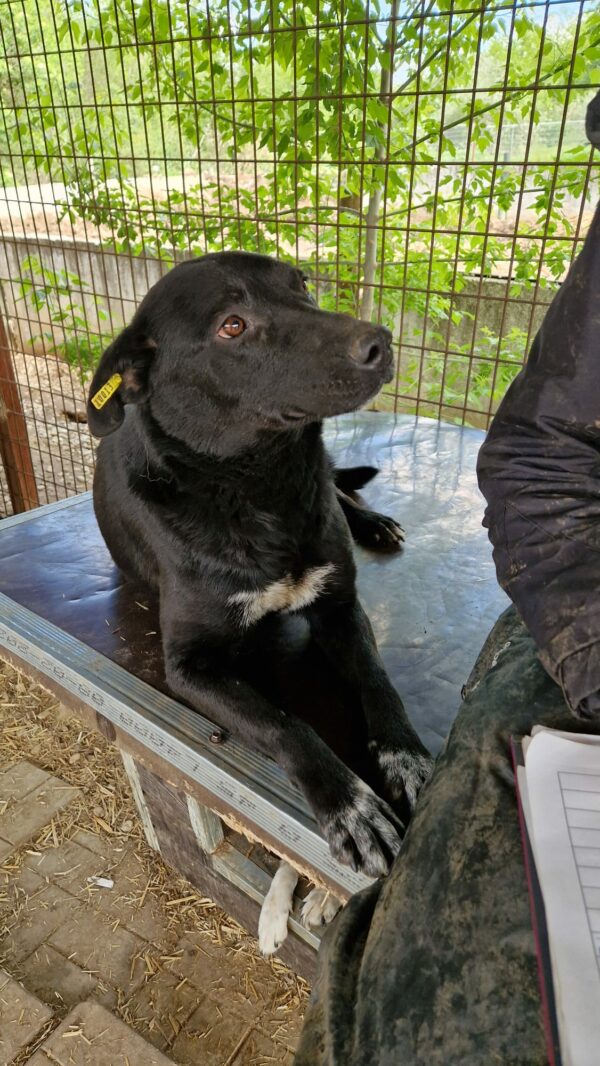 ZOLA (♀) - seit 2023 im Shelter – Bild 11