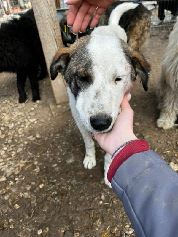 CALEO (♂) - hatte es im Kennel schwer - jetzt auf PDR PS im PLZ Bezirk 31- vermittelt – Bild 3