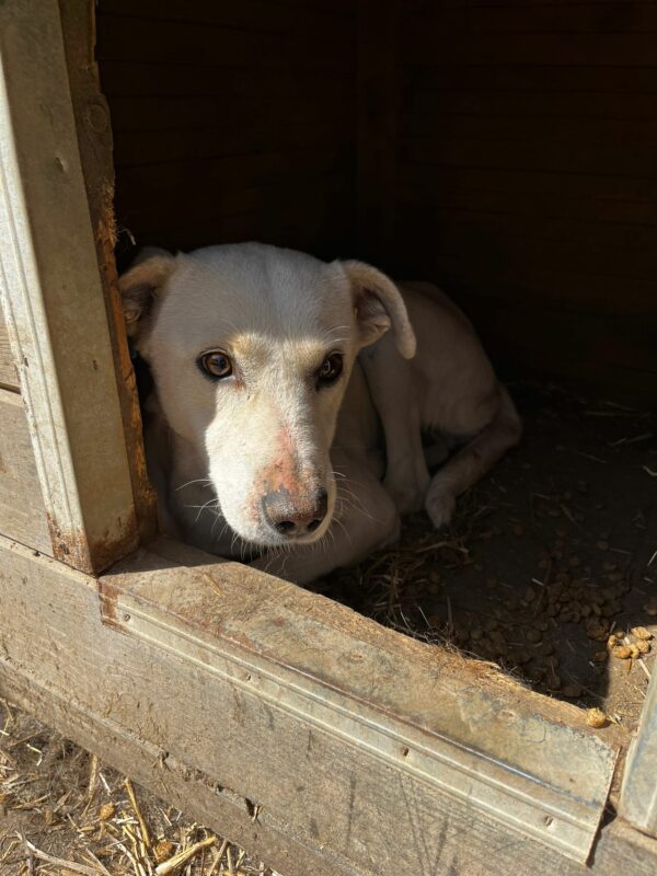 LONI (♀) - ausgereist zu Step by Paw (AL) – Bild 3