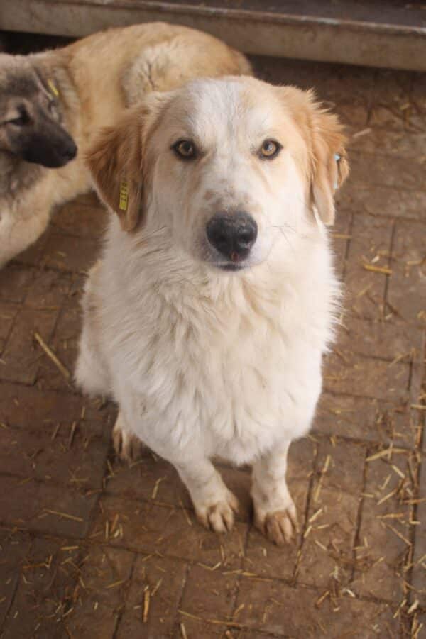 DUKE (♂) – Bild 11