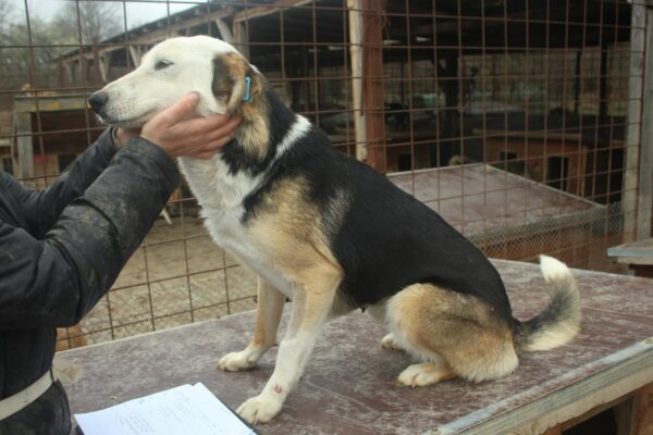 AZIRA (♀) - ausgereist zum TH Limburg – Bild 4